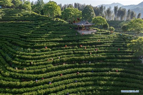  Lishui Çay Kaşığı: Acılı ve Doğranmış Sıcaklığıyla Damağınızda Unutulmaz Bir Yolculuk!